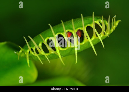 Capturé par la mouche verte (dionée Dionaea muscipula) Banque D'Images