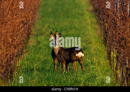 Le chevreuil (Capreolus capreolus), deux personnes en vignoble, Allemagne, Rhénanie-Palatinat Banque D'Images