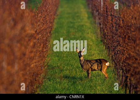 Le chevreuil (Capreolus capreolus), en particulier l'Allemagne, Rhénanie-Palatinat, vignoble Banque D'Images