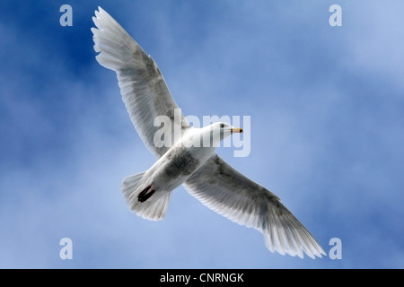Goéland bourgmestre (Larus hyperboreus), voler, Norvège, Svalbard Banque D'Images
