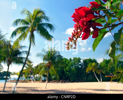 La plage de Siloso à l'île de Sentosa, Singapour, Sentosa Banque D'Images