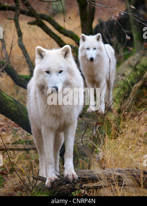 Loup arctique, toundra wolf (Canis lupus albus), deux individus sur tronc d'arbre tombé Banque D'Images