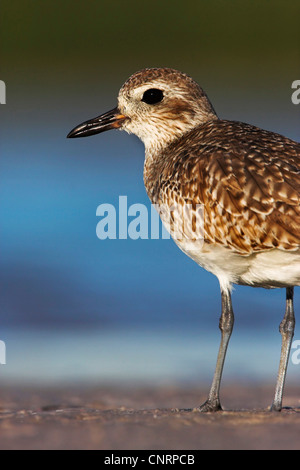 Grey plover (Pluvialis squatarola), à la plage, aux États-Unis, en Floride Banque D'Images