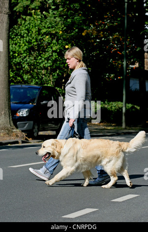 Golden Retriever (Canis lupus f. familiaris), une jeune fille traverse la rue avec son chien Banque D'Images