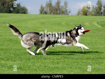 Husky de Sibérie (Canis lupus f. familiaris), deux personnes courir et jouer avec un frisbee sur un pré Banque D'Images