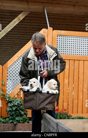 Golden Retriever (Canis lupus f. familiaris), l'homme avec deux chiots dans un panier dans le jardin Banque D'Images