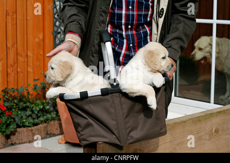 Golden Retriever (Canis lupus f. familiaris), l'homme avec deux chiots dans un panier dans le jardin Banque D'Images