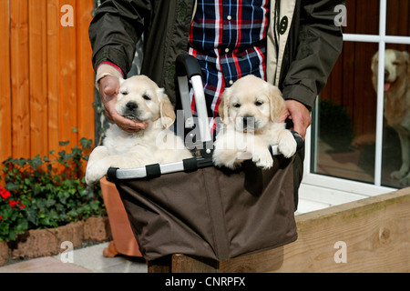 Golden Retriever (Canis lupus f. familiaris), l'homme avec deux chiots dans un panier dans le jardin Banque D'Images