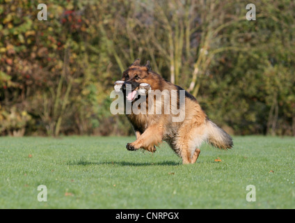 Vieux Berger Allemand (Canis lupus f. familiaris), fonctionnant avec un os en bois sur meadow Banque D'Images