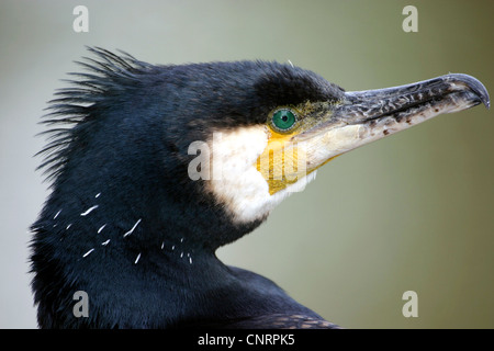 Grand Cormoran (Phalacrocorax carbo), portrait, Allemagne Banque D'Images