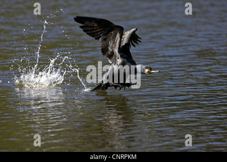 Grand Cormoran (Phalacrocorax carbo), en tenant hors de l'eau, de l'Allemagne Banque D'Images