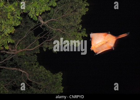 Red Giant flying squirrel (Petaurista petaurista), volant d'arbre en arbre, en Thaïlande, Phuket, Khao Lak National Park Banque D'Images