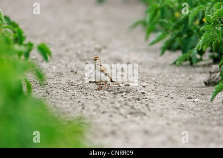 Plus de circaète Jean-le-lark (Calandrella brachydactyla), sur le sol, la Bulgarie