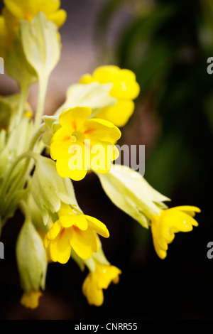 Pris dans une arrière Cowslips jardin Banque D'Images