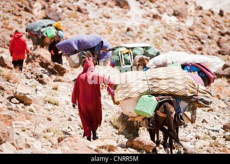 Les mules sont chargés de trekking dans la région de Djebel Sirwa de l'Anti Atlas montagnes du Maroc, l'Afrique du Nord Banque D'Images