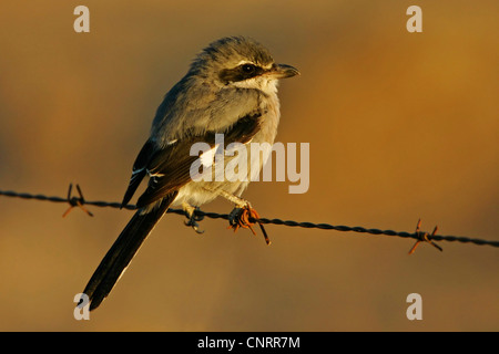 La migratrice (Lanius excubitor), assis sur les barbelés dans la lumière du soir, l'Espagne, l'Estrémadure Banque D'Images