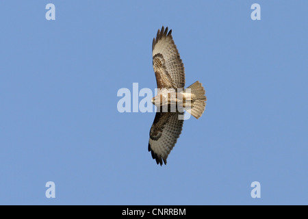 Eurasian buzzard (Buteo buteo), voler, Allemagne, Hesse Banque D'Images