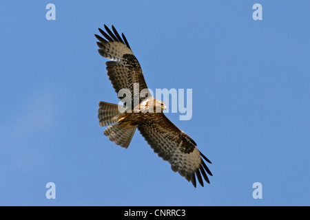 Eurasian buzzard (Buteo buteo), voler, Allemagne, Hesse Banque D'Images