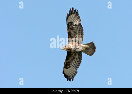 Eurasian buzzard (Buteo buteo), voler, Allemagne, Hesse Banque D'Images