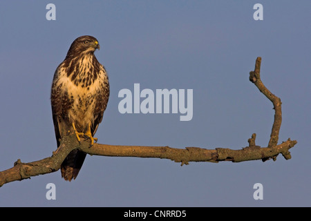 Eurasian buzzard (Buteo buteo), assis sur son affût, Allemagne, Hesse Banque D'Images