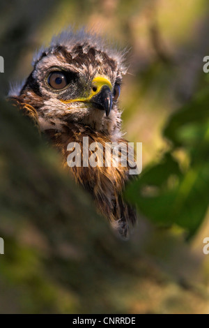 Eurasian buzzard (Buteo buteo), juvénile, Allemagne, Rhénanie-Palatinat Banque D'Images