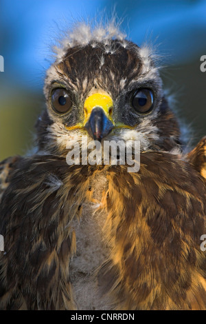 Eurasian buzzard (Buteo buteo), juvénile, Allemagne, Rhénanie-Palatinat Banque D'Images