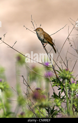 Nightingale (Luscinia megarhynchos), sur des rameaux, Grèce, Lesbos Banque D'Images