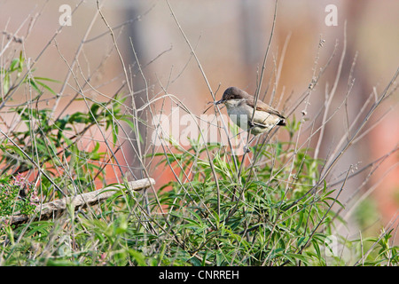 Nightingale (Luscinia megarhynchos), avec le matériel du nid, de la Grèce, Lesbos Banque D'Images