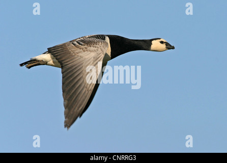 Bernache nonnette (Branta leucopsis), en vol, Pays-Bas, Texel Banque D'Images