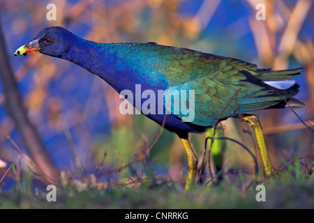 Talève sultane (Porphyrio porphyrio), sur l'alimentation, aux États-Unis, en Floride, le Parc National des Everglades Banque D'Images