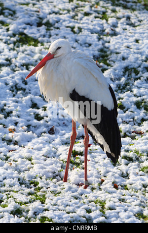 Cigogne Blanche (Ciconia ciconia), en hiver Banque D'Images