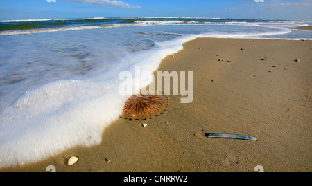 Boussole, méduses méduses à bandes rouges (Chrysaora hysoscella), sur la plage, l'ALLEMAGNE, Basse-Saxe, Borkum Banque D'Images