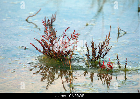 La salicorne (Salicornia europaea commun), à la côte de la mer du Nord, en Allemagne, en Basse-Saxe, Ostfriesische Inseln, Borkum Banque D'Images