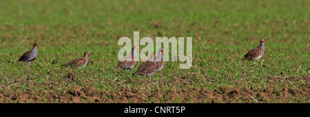 La perdrix grise (Perdix perdix), groupe qui se nourrissent de l'acre, Allemagne Banque D'Images
