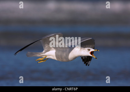 Le goéland à bec cerclé (Larus delawarensis), les appels aux commandes, USA, Floride Banque D'Images