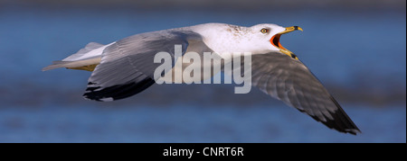 Le goéland à bec cerclé (Larus delawarensis), les appels aux commandes, USA, Floride Banque D'Images