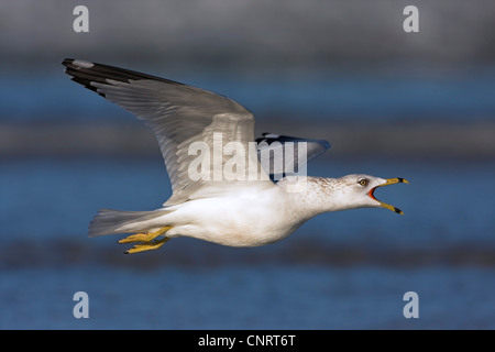 Le goéland à bec cerclé (Larus delawarensis), les appels aux commandes, USA, Floride Banque D'Images