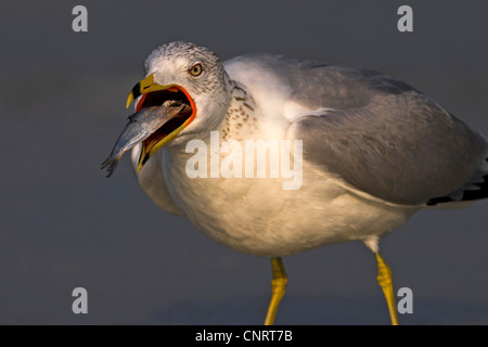 Le goéland à bec cerclé (Larus delawarensis), mange un poisson, USA, Floride Banque D'Images