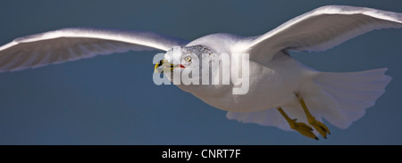 Le goéland à bec cerclé (Larus delawarensis), en vol, USA, Floride Banque D'Images