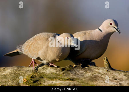 Tête (Streptopelia decaocto), deux individus sur une branche Banque D'Images