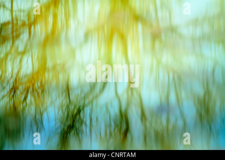 Le reflet des arbres dans l'eau Banque D'Images