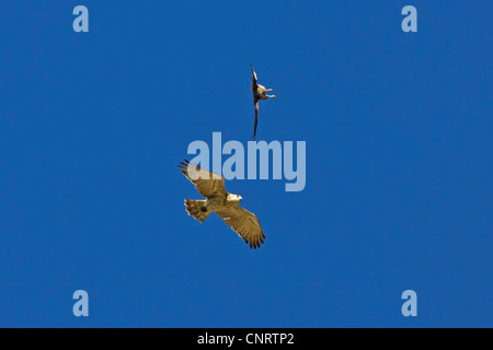 Circaète jean-le-blanc (Turdus gallicus), voler, Allemagne, Rhénanie-Palatinat Banque D'Images