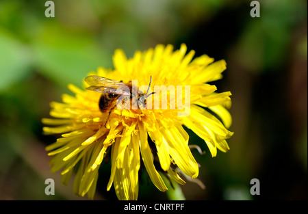 Nectar d'abeille à partir de la fleur d'un pissenlit et pollinisent la plante. Banque D'Images