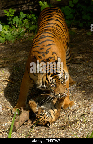 Tigre de Sumatra (Panthera tigris sumatrae), femme jouant avec ses jeunes Banque D'Images