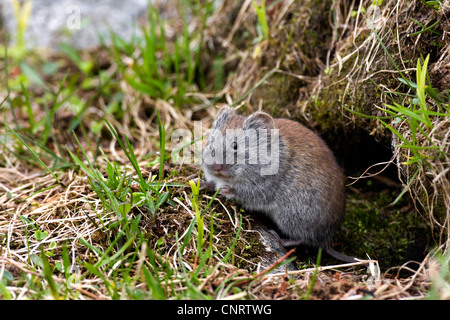 Recto verso gris vole (Clethrionomys rufocanus), en face de sa tanière, la Norvège Banque D'Images
