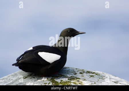 Le guillemot à miroir (Cepphus grylle), reposant sur un rocher, la Norvège Banque D'Images