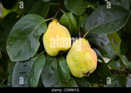 Cognassier commun (Juniperus communis), fruits mûrs sur l'arbre, l'Allemagne, Bade-Wurtemberg Banque D'Images