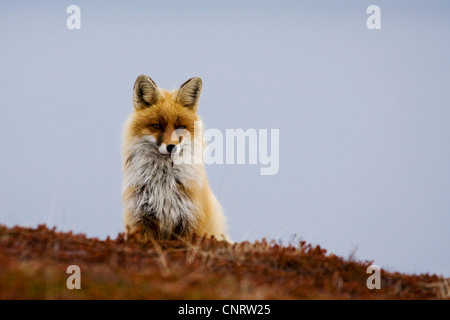 Le renard roux (Vulpes vulpes), homme avec fourrure d'hiver, la Norvège Banque D'Images