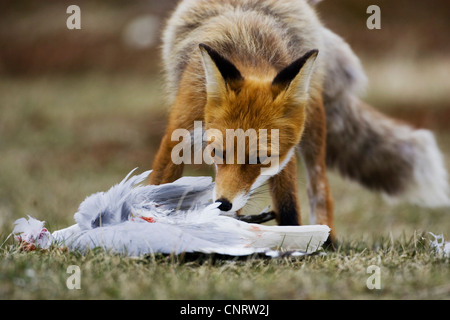 Le renard roux (Vulpes vulpes), mouette, la Norvège, l'île de Varanger Banque D'Images