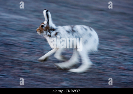 Le lièvre bleu, lièvre, lièvre blanc, le lièvre arctique (Lepus timidus), s'exécute, en Suède, en Laponie Banque D'Images